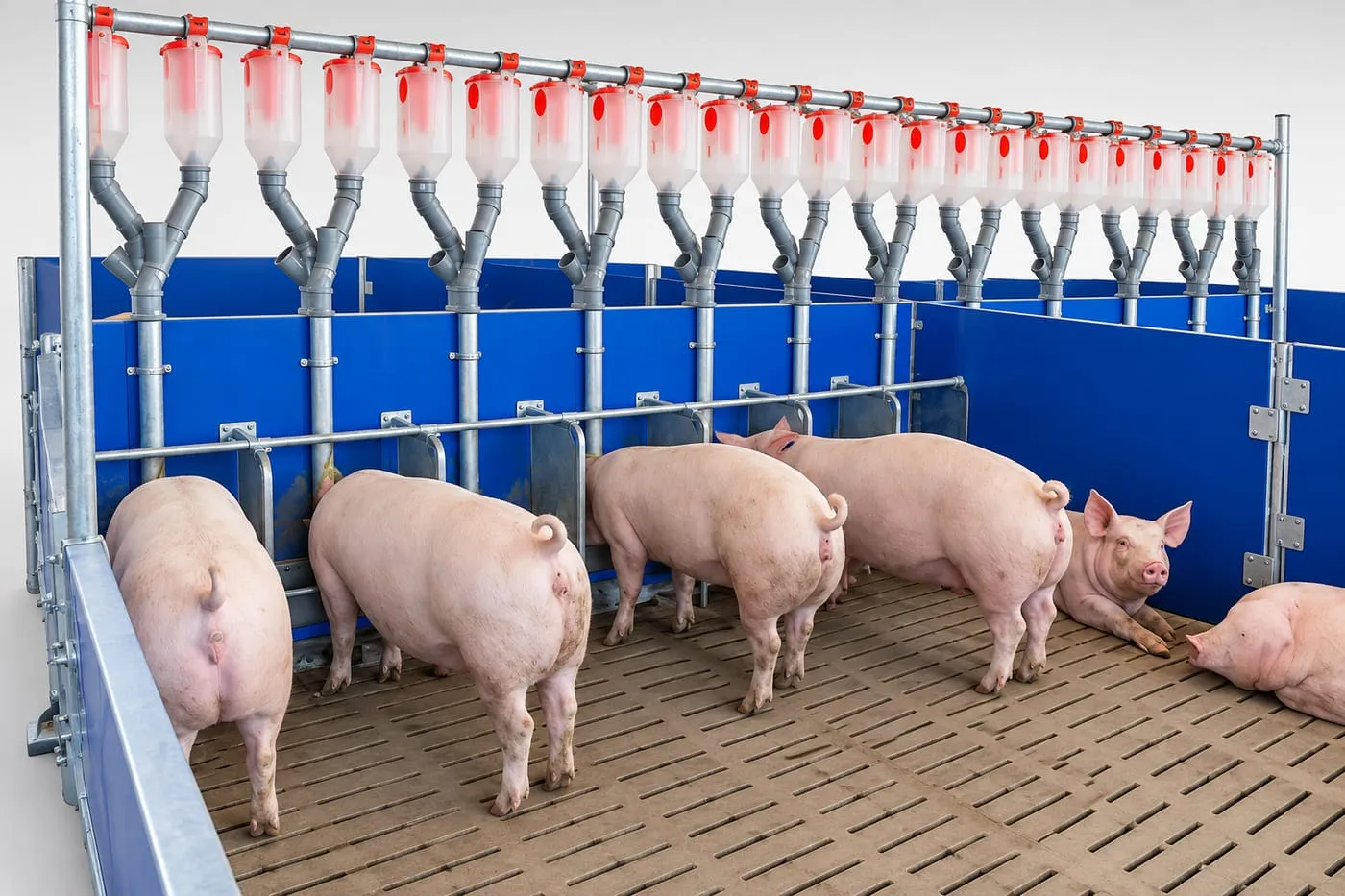 Group Sow Housing Pens