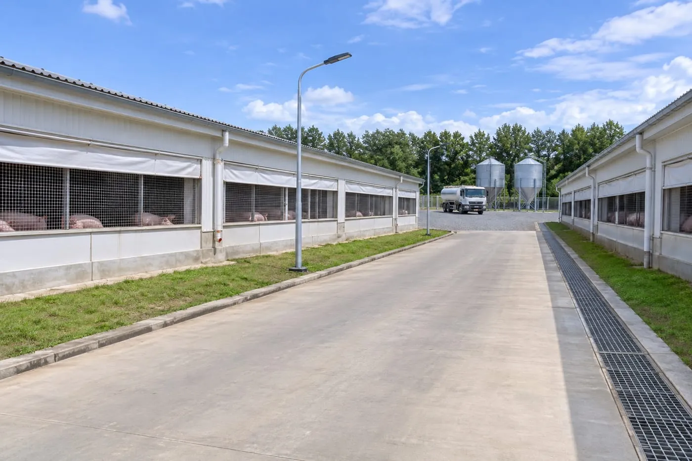 Concrete service road with drainage channel between pig houses